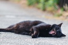 Portraitshooting mit Blumenbokeh und einem Gast IMG 9489w