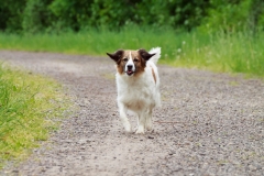 Fotoshooting Mensch und Hund IMG 5333w2