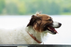 Fotoshooting Mensch und Hund IMG 5344w2