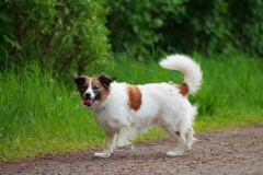 Fotoshooting Mensch und Hund IMG 5387w2