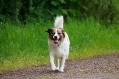 Fotoshooting Mensch und Hund IMG 5388w2