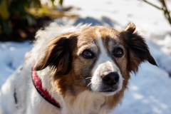 Hundefotografie im Schnee IMG 7710w