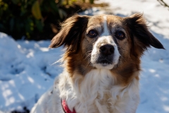 Hundefotografie im Schnee IMG 7715w