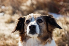 Hundefotografie im Schnee IMG 7718w