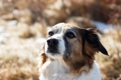 Hundefotografie im Schnee IMG 7719w