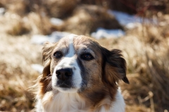 Hundefotografie im Schnee IMG 7720w