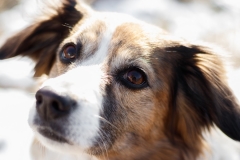 Hundefotografie im Schnee IMG 7729w