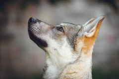 Hundefotografie mit Suko dem Tschechoslowakischen Wolfshund IMG 8176w