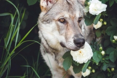 Hundefotografie mit Suko dem Tschechoslowakischen Wolfshund IMG 8227w