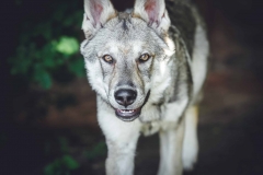 Hundefotografie mit Suko dem Tschechoslowakischen Wolfshund IMG 8303w