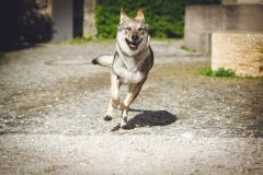 Hundefotografie mit Suko dem Tschechoslowakischen Wolfshund IMG 8412w