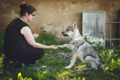 Hundefotografie mit Suko dem Tschechoslowakischen Wolfshund IMG 8491w