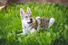 Hundefotografie mit Suko dem Tschechoslowakischen Wolfshund IMG 8509w