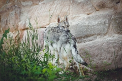 Hundefotografie mit Suko dem Tschechoslowakischen Wolfshund IMG 8523w