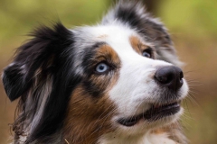 Hundefotografie-4145w