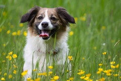 Hundefotografie-5357w