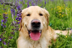 Hundefotografie-5513w