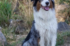 Hundefotografie-6795w