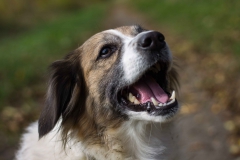 Hundefotografie-9374w