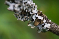 Makrofotografie-IMG_8050w