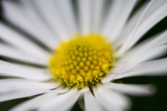 Makrofotografie-IMG_8066w