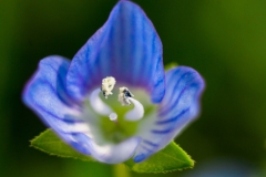 Makrofotografie-IMG_8076w