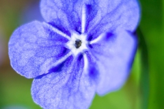 Makrofotografie-IMG_8085w