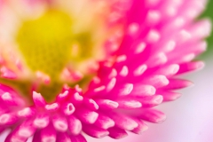 Makrofotografie-IMG_8097w