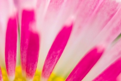 Makrofotografie-IMG_8099w