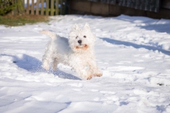 Hundefotografie-0972w