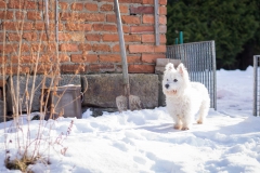Hundefotografie-0995w