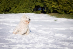 Hundefotografie-0998w