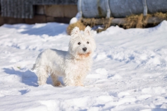 Hundefotografie-1001w