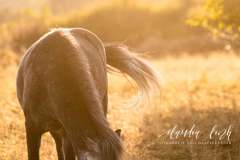 Pferdeshooting wie im Wilden Westen IMG 3804w