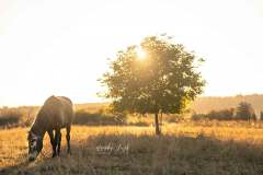 Pferdeshooting wie im Wilden Westen IMG 3808w