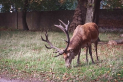 Photowalk in Londons Bushy Park IMG 5089w