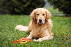 Hund, Katze, Pferd - Tierfotografie IMG 4653w