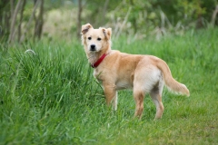 Hund, Katze, Pferd - Tierfotografie IMG 5216w