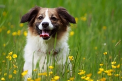 Hund, Katze, Pferd - Tierfotografie IMG 5357w