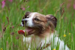 Hund, Katze, Pferd - Tierfotografie IMG 5363w