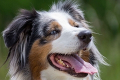 Hund, Katze, Pferd - Tierfotografie IMG 5416w