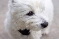 Hund, Katze, Pferd - Tierfotografie IMG Sina