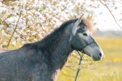 Sommerliches Pferdeshooting bei Sonnenuntergang IMG 8252w