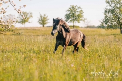 Sommerliches Pferdeshooting bei Sonnenuntergang IMG 8446w