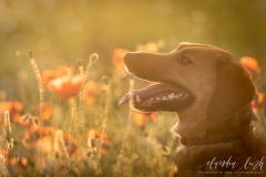 Sonnenuntergang im Mohnfeld IMG 2000w