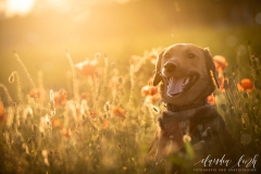 Sonnenuntergang im Mohnfeld IMG 2007w