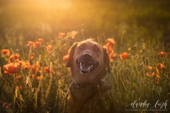Sonnenuntergang im Mohnfeld IMG 2048w