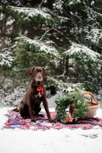 Was für ein perfektes Winterwunderland-Wetter! Bei tiefem Pulverschnee, einem wolkenlosen, blauen Himmel und einer strahlenden Sonne besuchte mich die liebe Svenja mit ihrem Hund Captain zu einem Weihnachtshundeshooting in einem Waldstück bei Bernhardswald. Hundefotos mit Claudia Link, Babyfotografin und Familienfotografin von Regensburg über Nittenau, Roding, bis Cham in der Oberpfalz.
