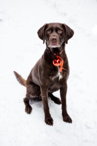 Was für ein perfektes Winterwunderland-Wetter! Bei tiefem Pulverschnee, einem wolkenlosen, blauen Himmel und einer strahlenden Sonne besuchte mich die liebe Svenja mit ihrem Hund Captain zu einem Weihnachtshundeshooting in einem Waldstück bei Bernhardswald. Hundefotos mit Claudia Link, Babyfotografin und Familienfotografin von Regensburg über Nittenau, Roding, bis Cham in der Oberpfalz.