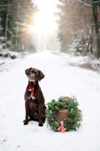 Was für ein perfektes Winterwunderland-Wetter! Bei tiefem Pulverschnee, einem wolkenlosen, blauen Himmel und einer strahlenden Sonne besuchte mich die liebe Svenja mit ihrem Hund Captain zu einem Weihnachtshundeshooting in einem Waldstück bei Bernhardswald. Hundefotos mit Claudia Link, Babyfotografin und Familienfotografin von Regensburg über Nittenau, Roding, bis Cham in der Oberpfalz.